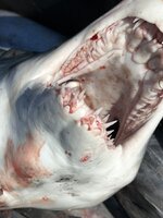 IMG_1596.jpeg