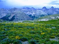 Elk Colorado.jpg