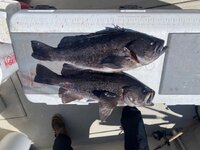 IMG_6239.jpeg