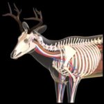 Deer skeleton.JPG