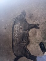 IMG_4316.jpeg