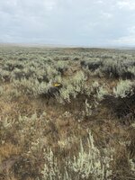 IMG_0115.jpeg