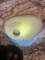 IMG_3868.jpeg