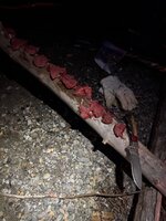 IMG_4614.jpeg