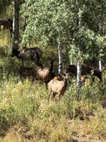 elk2.jpg