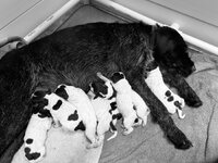 IMG_5137.jpeg