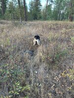 IMG_3021.jpeg