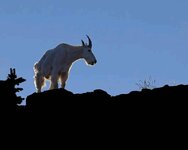 backlit_goat.jpg