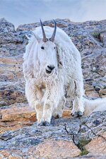 Goat_wintercoat.jpg