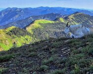 goatLandscape.jpg