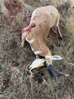 IMG_6216.jpeg