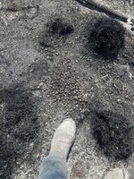 IMG_6670.jpeg