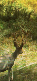 IMG_4031.png