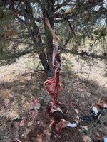 IMG_6237.jpeg