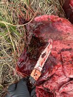 IMG_8709.jpeg