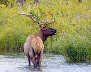 elk_18aug2025.jpg