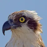 osprey_11June2025.webp