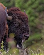 bison_lookingback.jpg