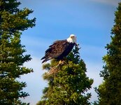 IMG_8785.jpeg