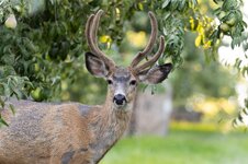 Deer8-21-25.jpg