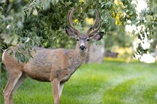 Deer8-21-25-1.jpg