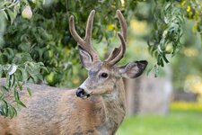 Deer8-21-25-4.jpg