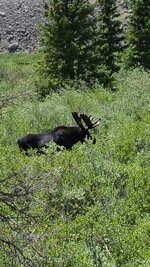 Moose on CO Trail.jpg