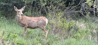 IMG_0128.jpeg