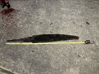 IMG_1796.jpeg
