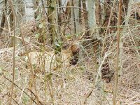 hatfield knob jan2015bull.jpg