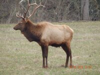 Norma TN Bull.jpg