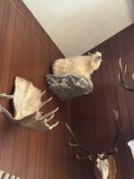 IMG_3253.jpeg
