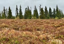 IMG_0855.jpeg