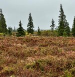 IMG_0854.jpeg