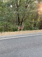 IMG_0991.jpeg