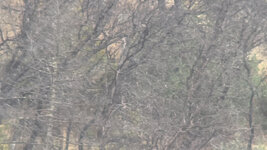 IMG_1366.jpeg