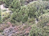 IMG_1372.jpeg