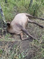 Cow Elk 8-22-2025.jpg