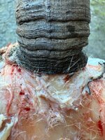 IMG_1345.jpg