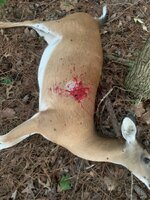 IMG_2619.jpeg