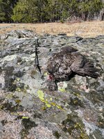 IMG_0015.jpeg