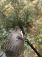 IMG_2324.jpeg