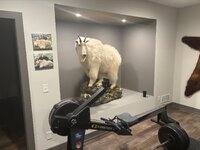 Goat 22-1.jpg