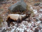 elk2.jpg