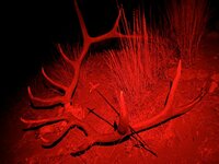 IMG_5991.jpeg