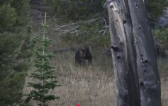 Bear looking hard.JPG