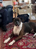 IMG_2115.jpeg