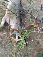 IMG_0135.jpeg