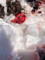 IMG_1010.jpeg