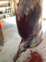 IMG_0455.jpeg